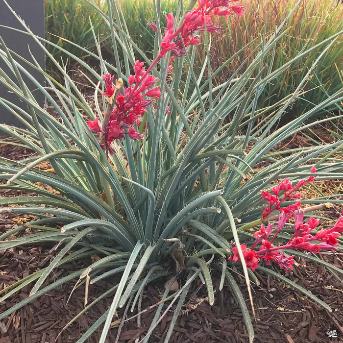 3688-red-yucca-1.webp Red Yucca