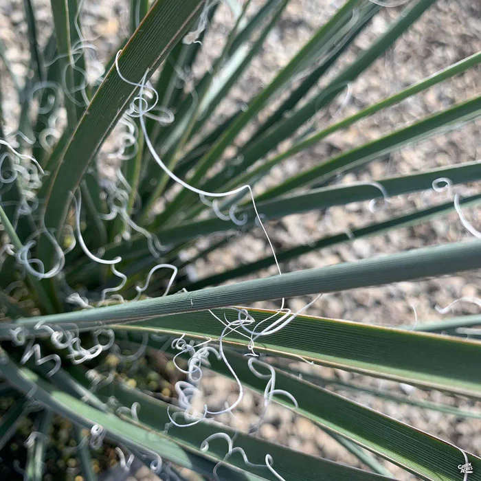 3688-red-yucca-2.webp Red Yucca