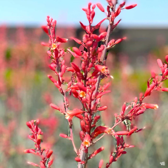 3688-red-yucca-4.webp Red Yucca