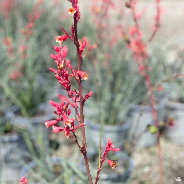 3688-red-yucca-5.webp Red Yucca