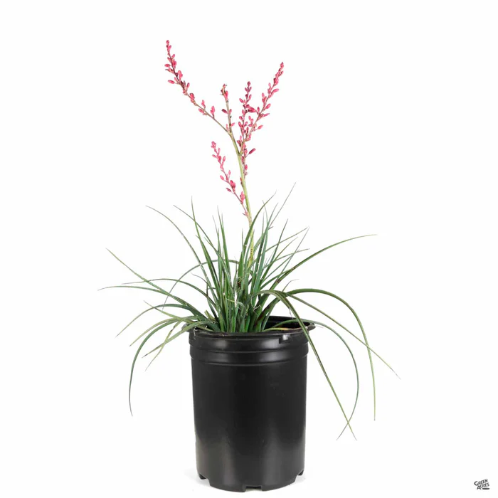 3688-red-yucca-6.webp Red Yucca