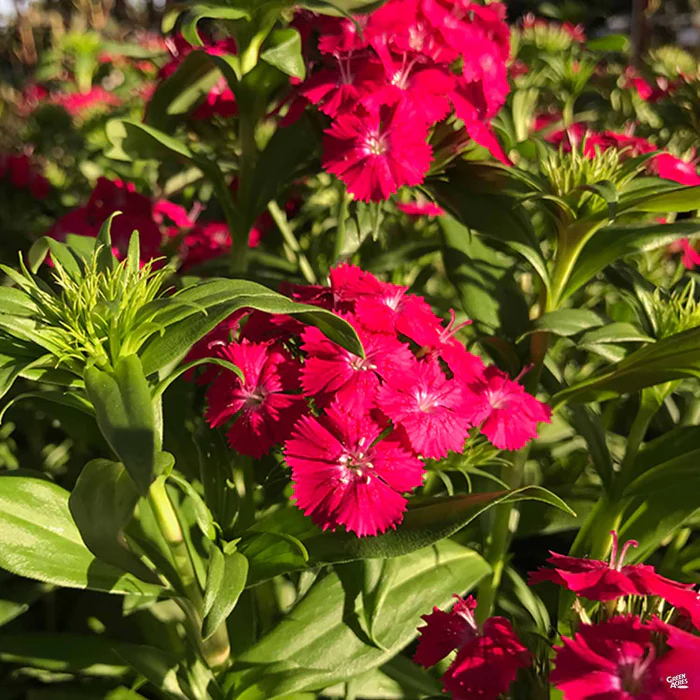 Dianthus