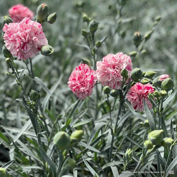 Dianthus