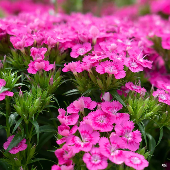 Dianthus