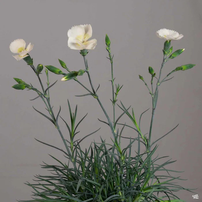 Dianthus