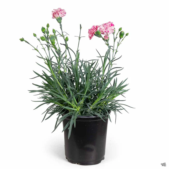 Dianthus