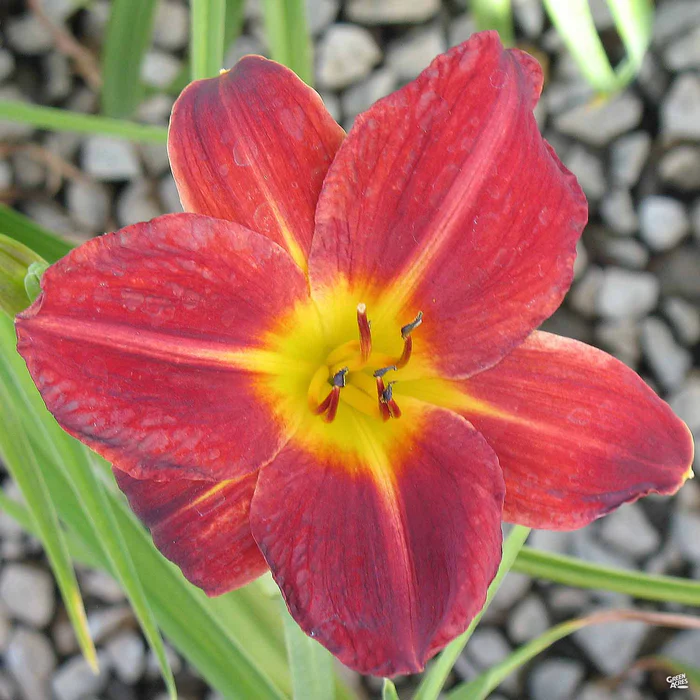 3699-daylily-baja-1.webp Daylily 'Baja'