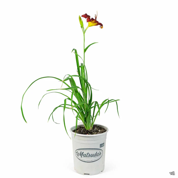 3699-daylily-baja-2.webp Daylily 'Baja'