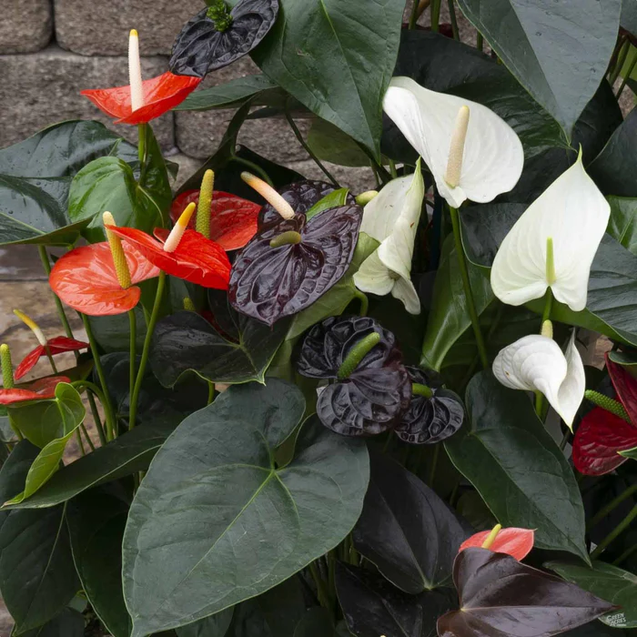 Flamingo Lily