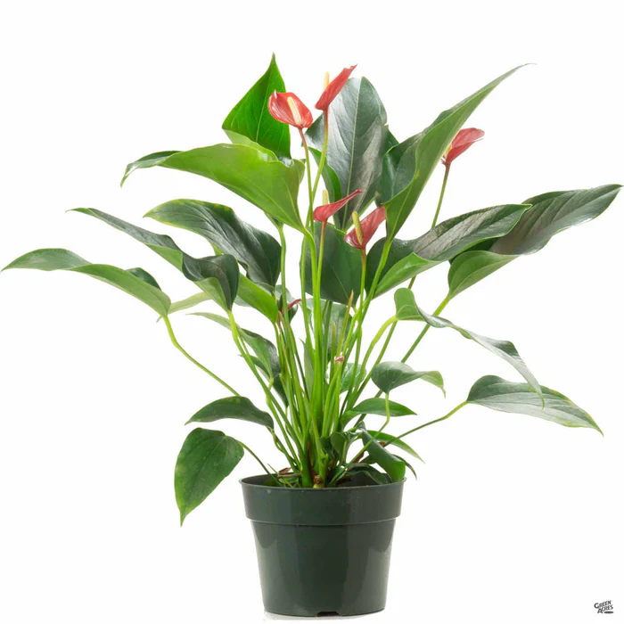 37-flamingo-lily-10.webp Flamingo Lily