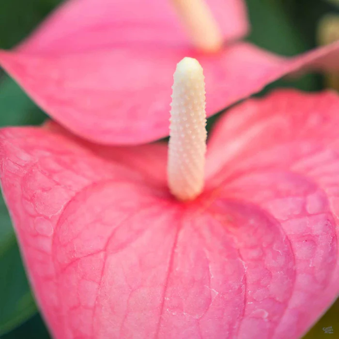 37-flamingo-lily-2.webp Flamingo Lily