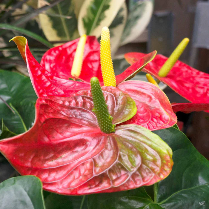 37-flamingo-lily-3.webp Flamingo Lily