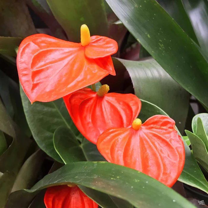 37-flamingo-lily-4.webp Flamingo Lily