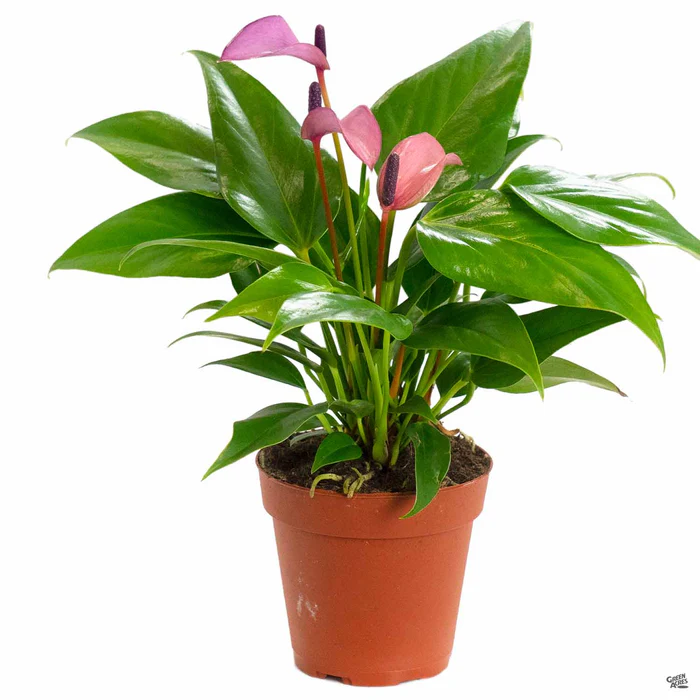 37-flamingo-lily-5.webp Flamingo Lily