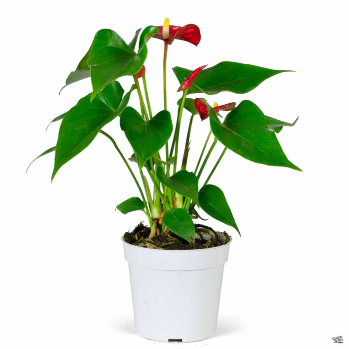 37-flamingo-lily-6.webp Flamingo Lily