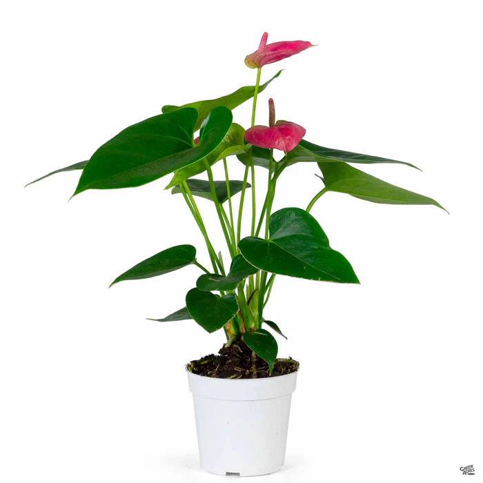 37-flamingo-lily-7.webp Flamingo Lily