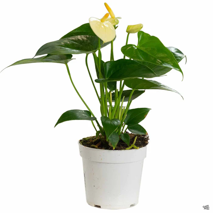 37-flamingo-lily-8.webp Flamingo Lily