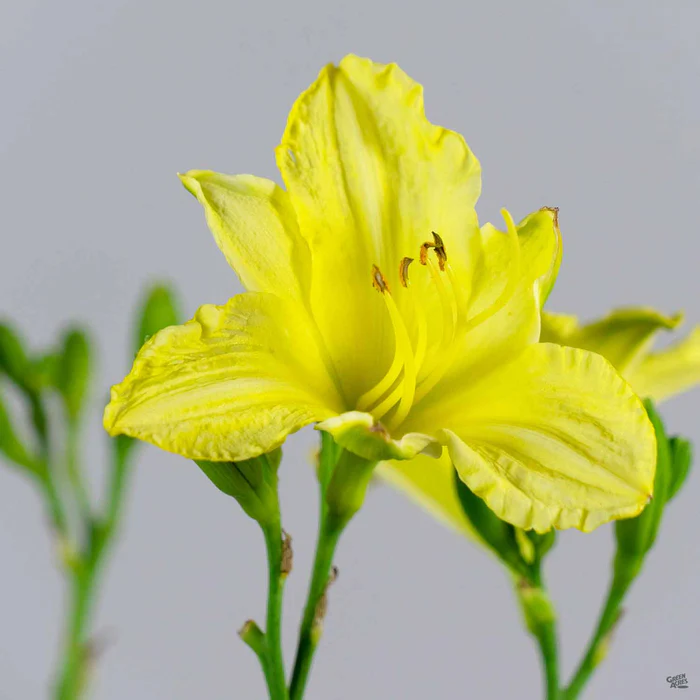 3700-daylily-missouri-beauty-1.webp Daylily 'Missouri Beauty'
