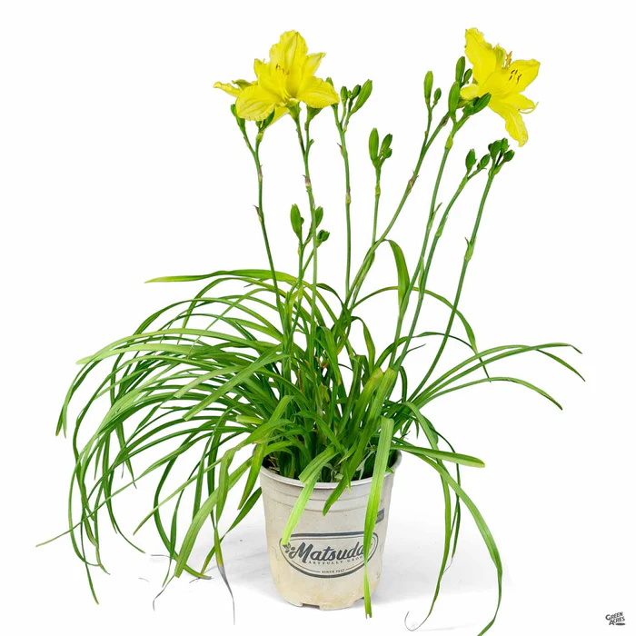 3700-daylily-missouri-beauty-2.webp Daylily 'Missouri Beauty'
