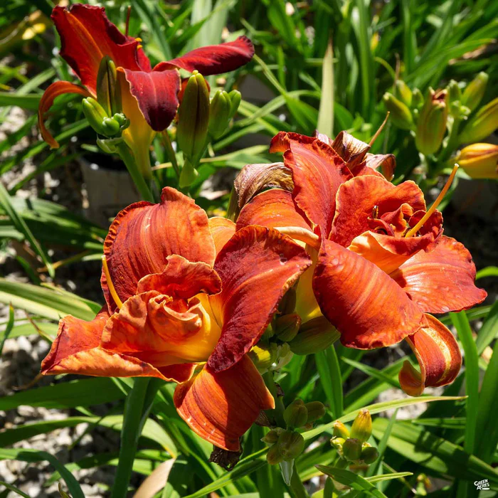 Daylily 'Scarlet Orbit'