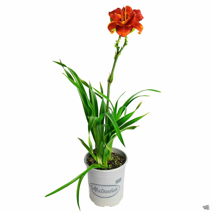 Daylily 'Scarlet Orbit'
