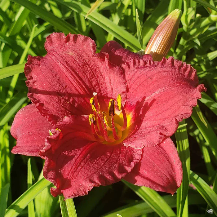 3702-daylily-cranberry-baby-1.webp Daylily 'Cranberry Baby'