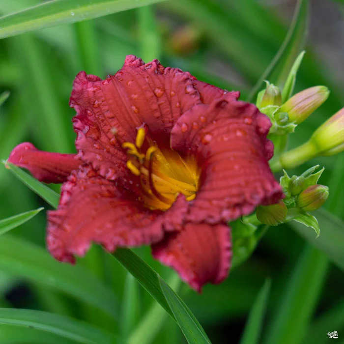 3702-daylily-cranberry-baby-2.webp Daylily 'Cranberry Baby'
