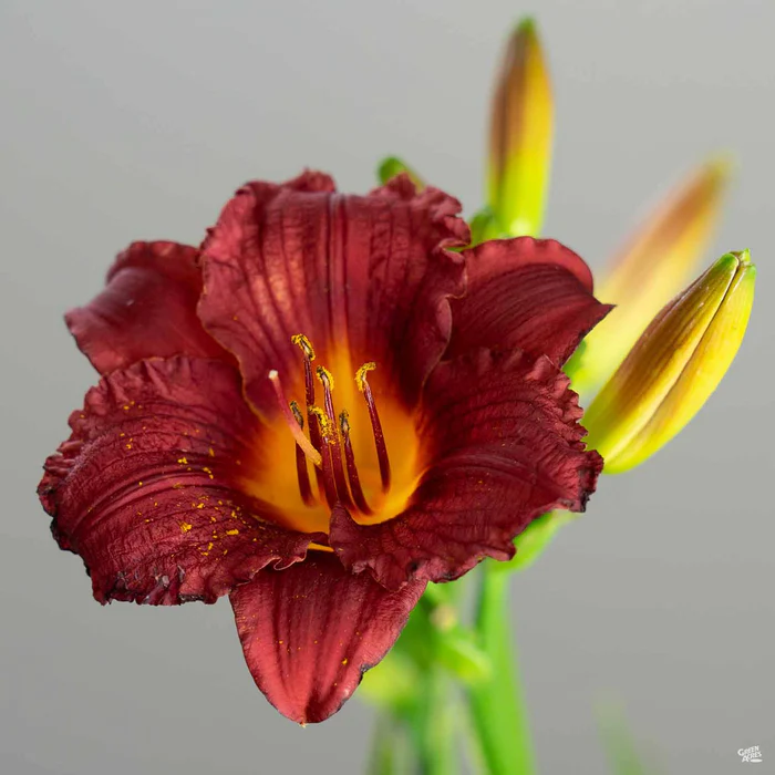 3702-daylily-cranberry-baby-3.webp Daylily 'Cranberry Baby'