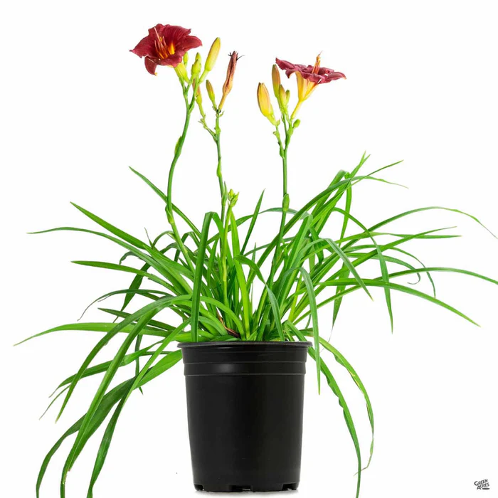 3702-daylily-cranberry-baby-4.webp Daylily 'Cranberry Baby'