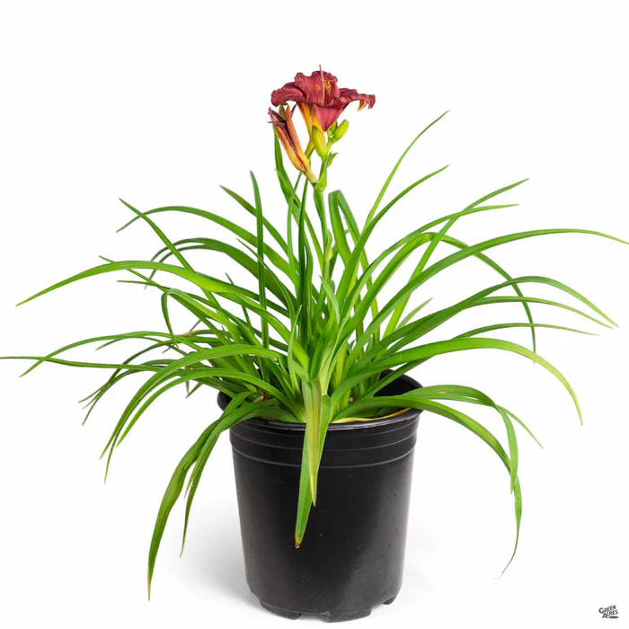 3702-daylily-cranberry-baby-5.webp Daylily 'Cranberry Baby'