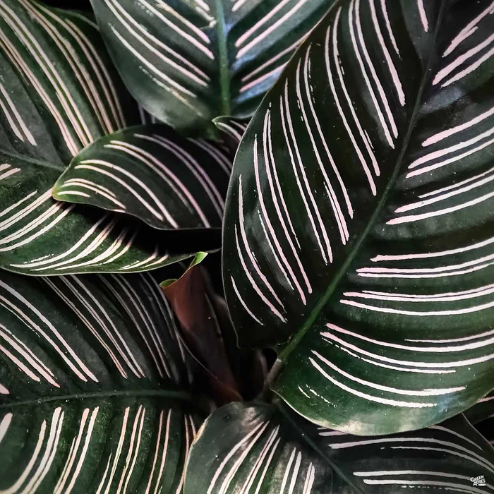 3703-calathea-ornata-1.webp Calathea 'Ornata'