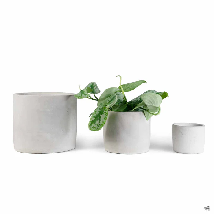 Cylinder Plant Vessel