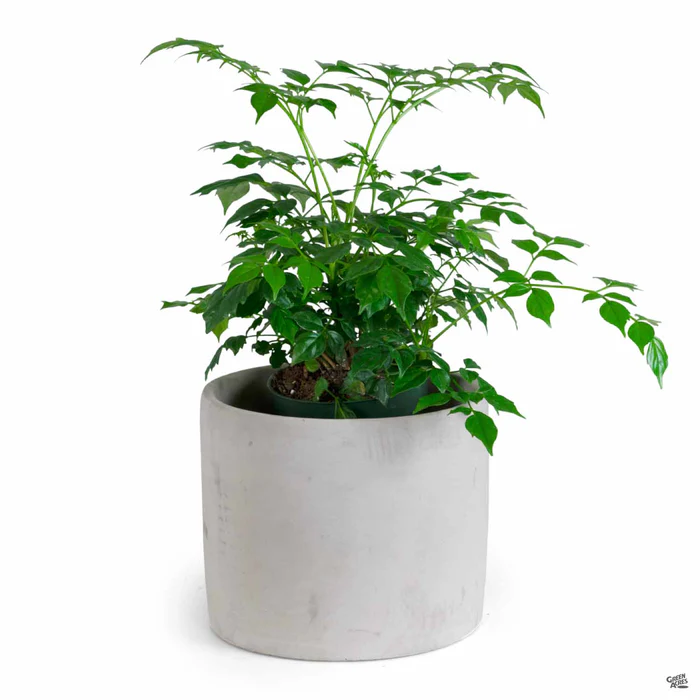 Cylinder Plant Vessel