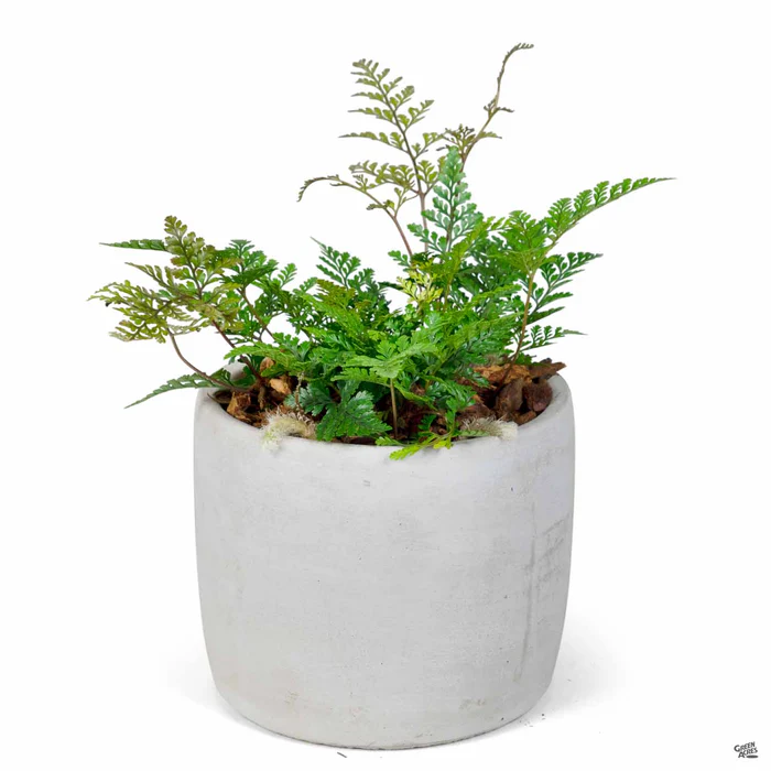 Cylinder Plant Vessel