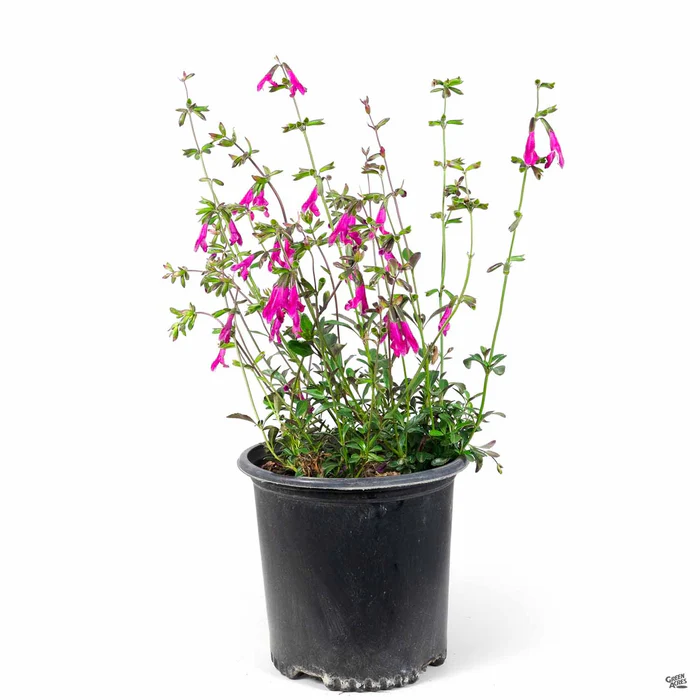 Buchanan's Sage