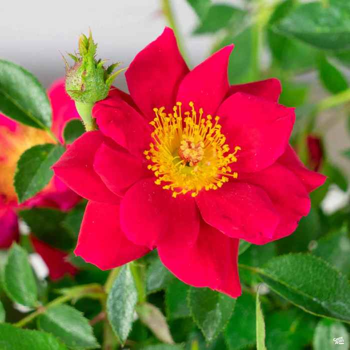 Oso Easy Urban Legend Rose