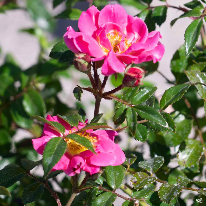 Oso Easy Double Pink Rose