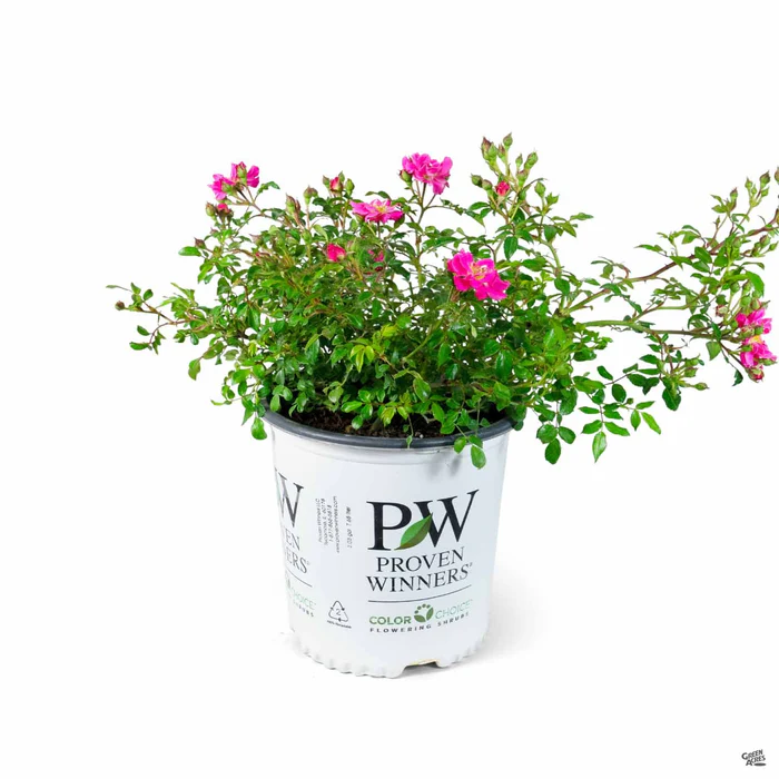 Oso Easy Double Pink Rose