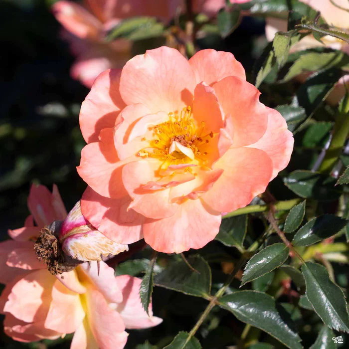 3715-oso-easy-italian-ice-rose-1.webp Oso Easy Italian Ice Rose