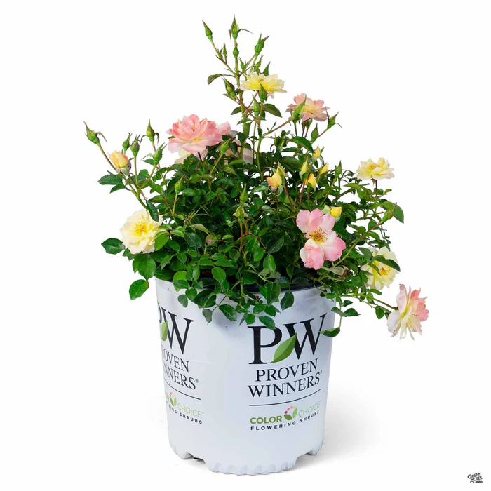 3715-oso-easy-italian-ice-rose-2.webp Oso Easy Italian Ice Rose