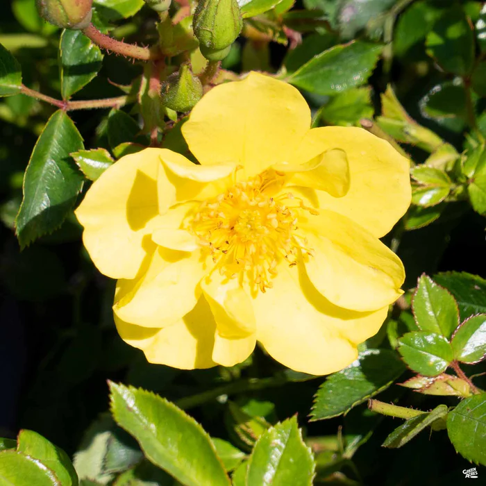 Oso Easy Lemon Zest Rose