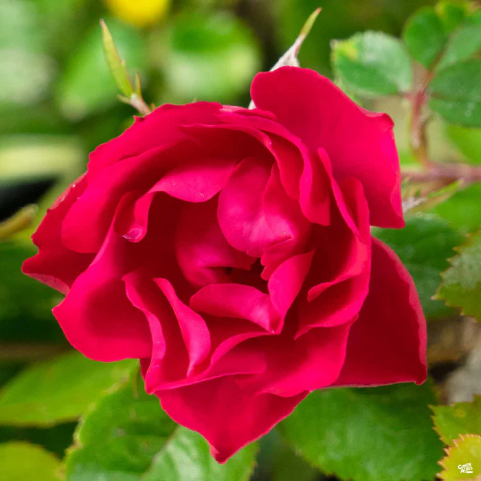 3717-oso-easy-double-red-rose-1.webp Oso Easy Double Red Rose