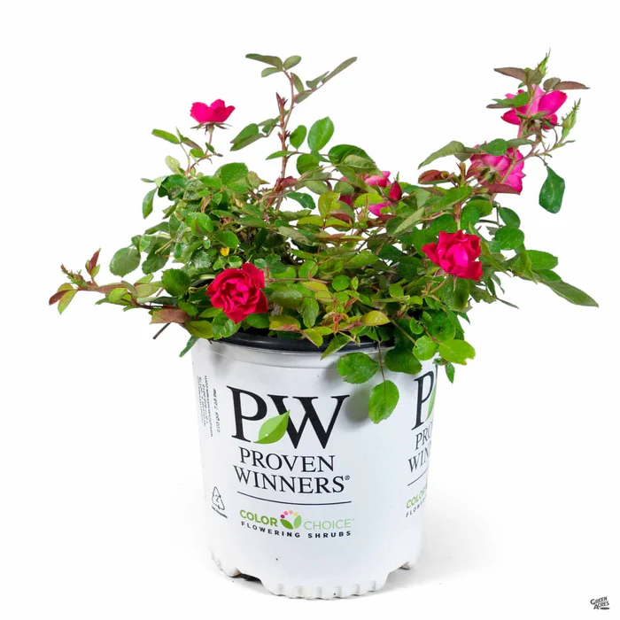 3717-oso-easy-double-red-rose-2.webp Oso Easy Double Red Rose