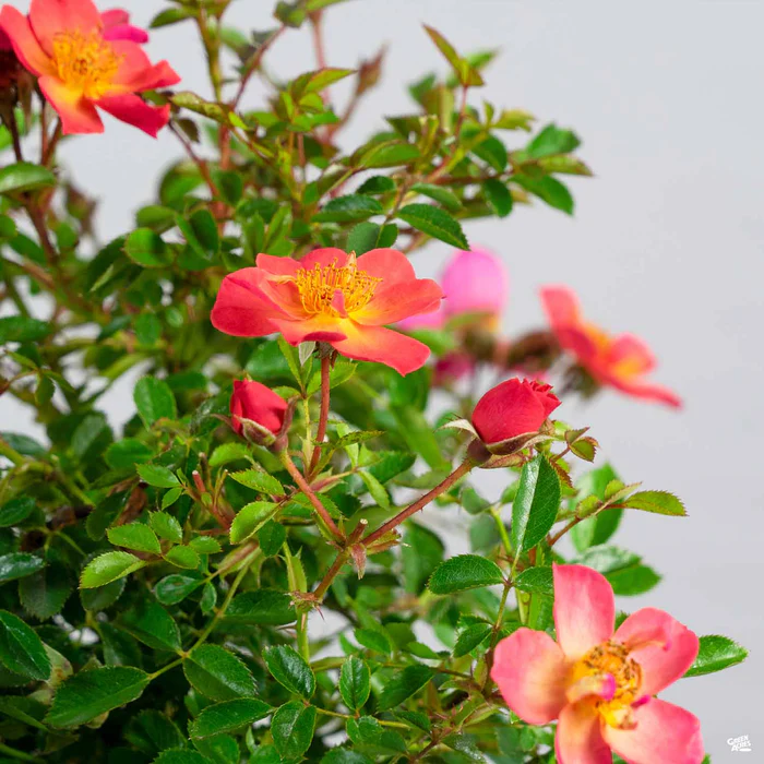 Oso Easy Paprika Rose
