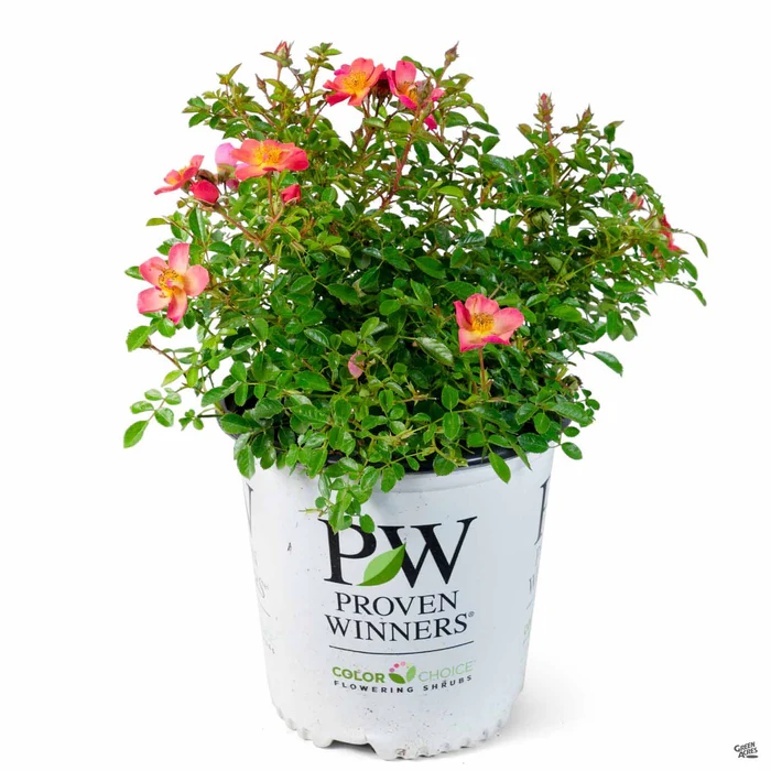 Oso Easy Paprika Rose