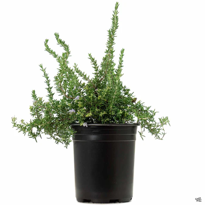 Trailing Rosemary