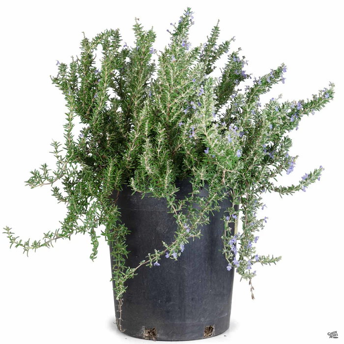 Trailing Rosemary