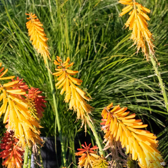 3726-red-hot-poker-popsicle-1.webp Red Hot Poker 'Popsicle'