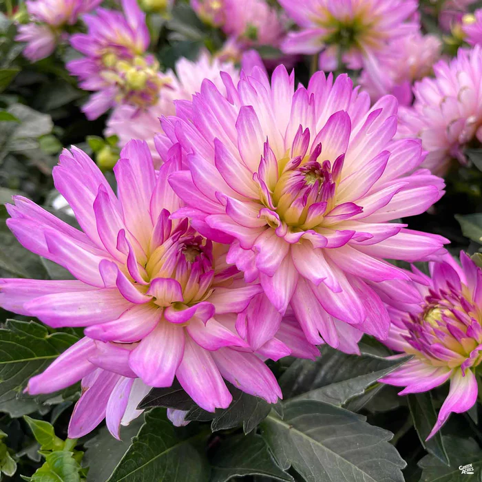 Dahlia 'XXL Series'