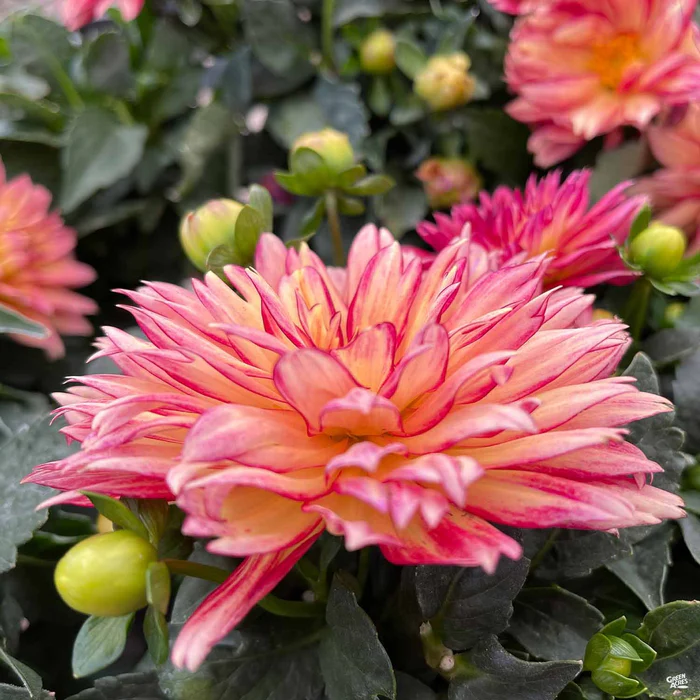 Dahlia 'XXL Series'